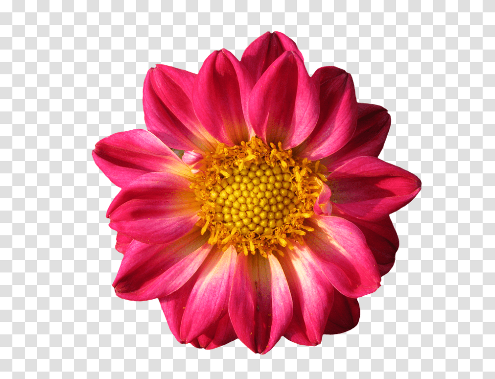 Dahlia 960, Flower, Plant, Blossom, Daisy Transparent Png