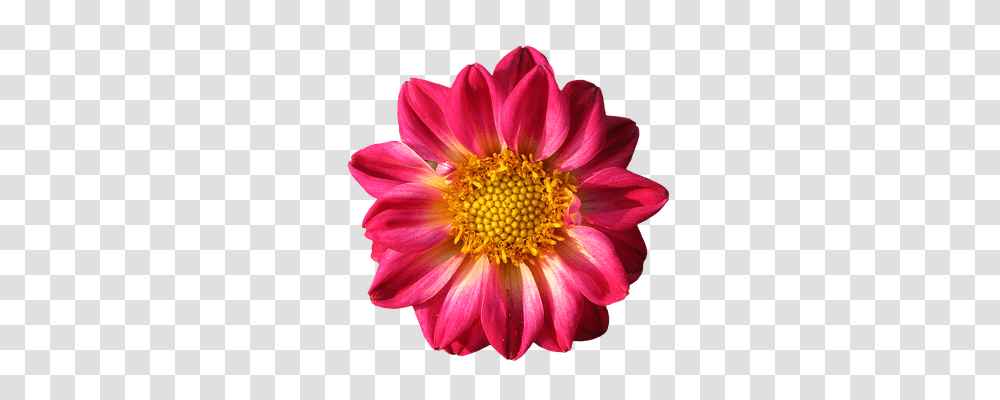 Dahlia Nature, Flower, Plant, Blossom Transparent Png