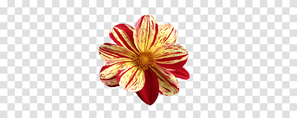 Dahlia Nature, Plant, Flower, Blossom Transparent Png