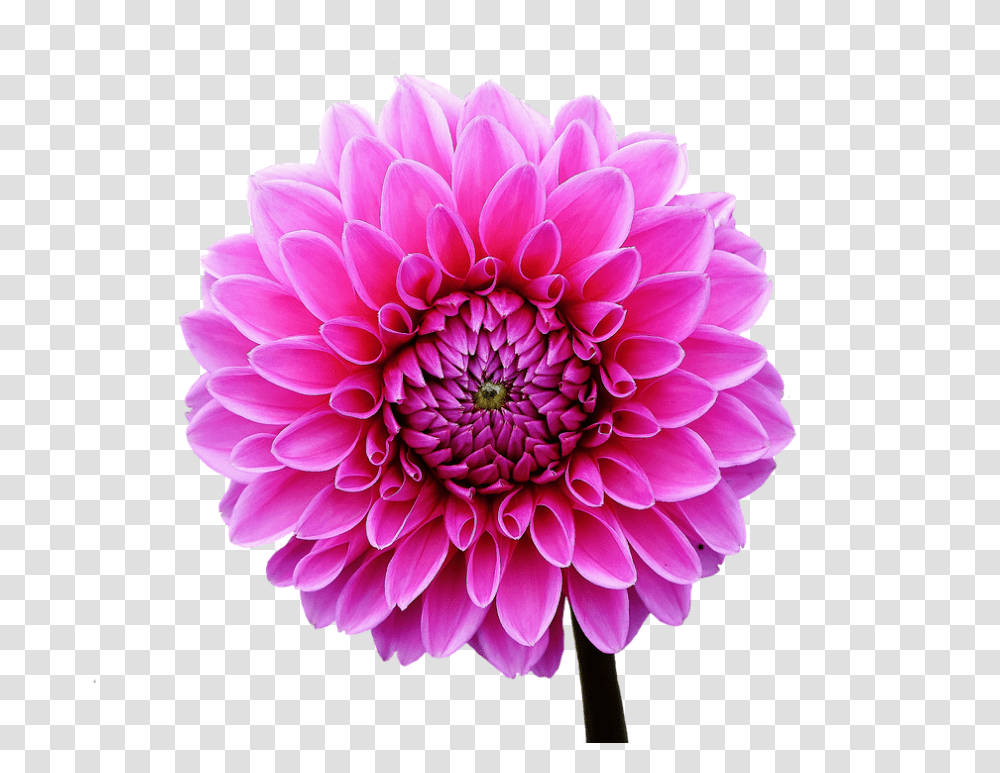 Dahlia 960, Flower, Plant, Blossom, Daisy Transparent Png