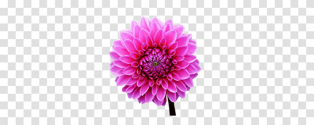 Dahlia Nature, Flower, Plant, Blossom Transparent Png