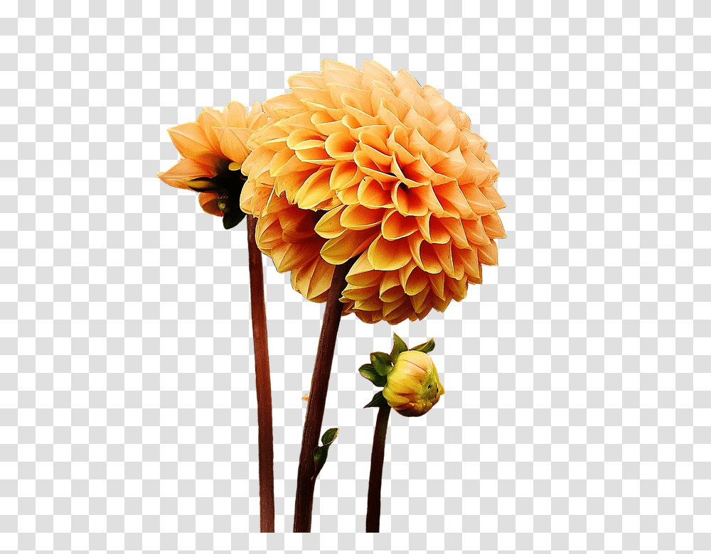 Dahlia 960, Flower, Plant, Blossom, Fungus Transparent Png