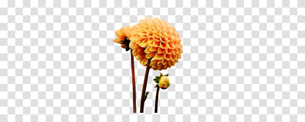 Dahlia Nature, Flower, Plant, Blossom Transparent Png