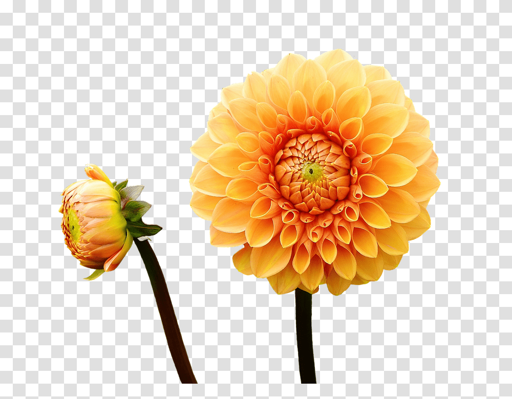 Dahlia 960, Flower, Plant, Blossom, Petal Transparent Png