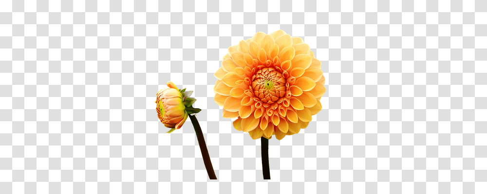 Dahlia Nature, Flower, Plant, Blossom Transparent Png