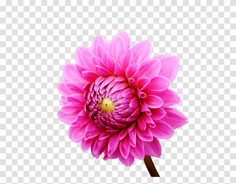 Dahlia 960, Flower, Plant, Blossom, Daisy Transparent Png