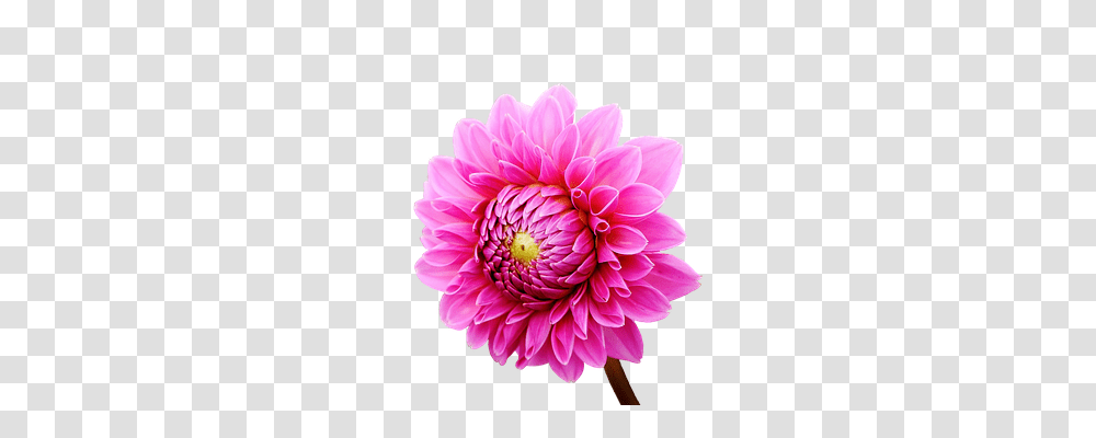 Dahlia Nature, Flower, Plant, Blossom Transparent Png