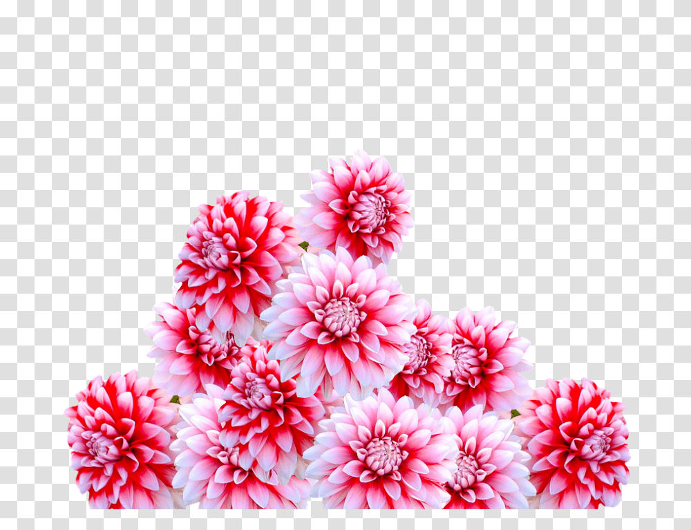 Dahlia 960, Flower, Plant, Blossom, Carnation Transparent Png