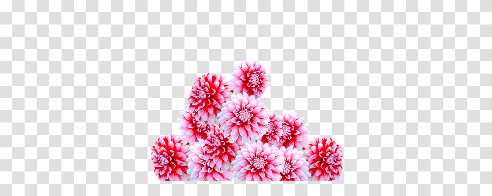 Dahlia Nature, Flower, Plant, Blossom Transparent Png