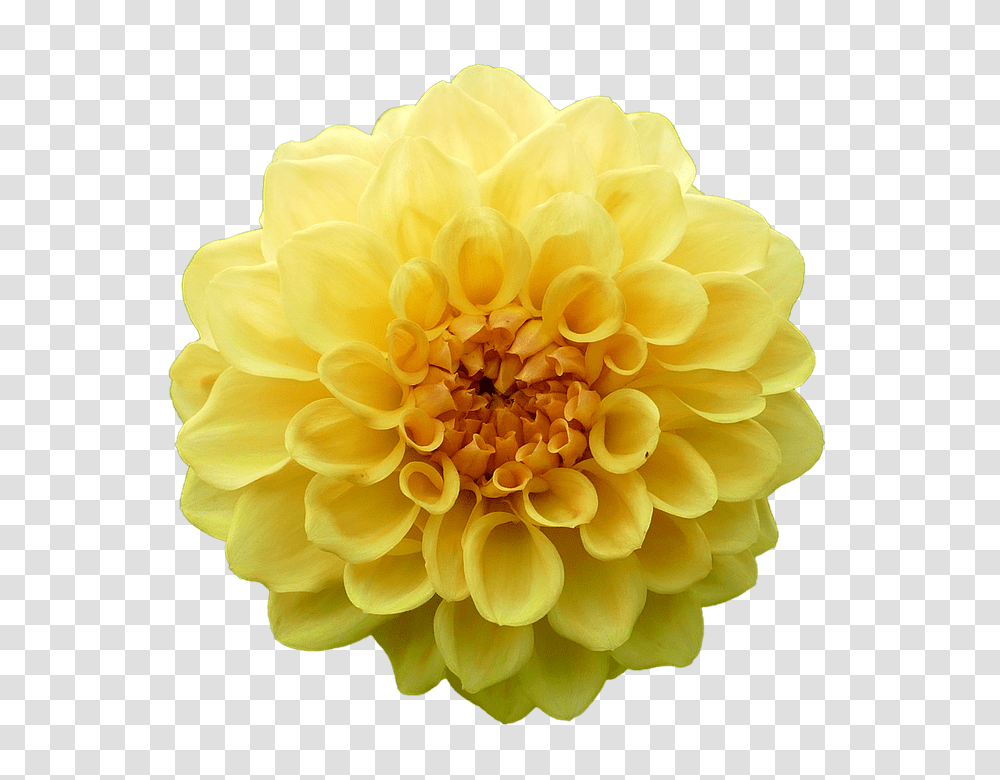 Dahlia 960, Flower, Plant, Blossom, Rose Transparent Png