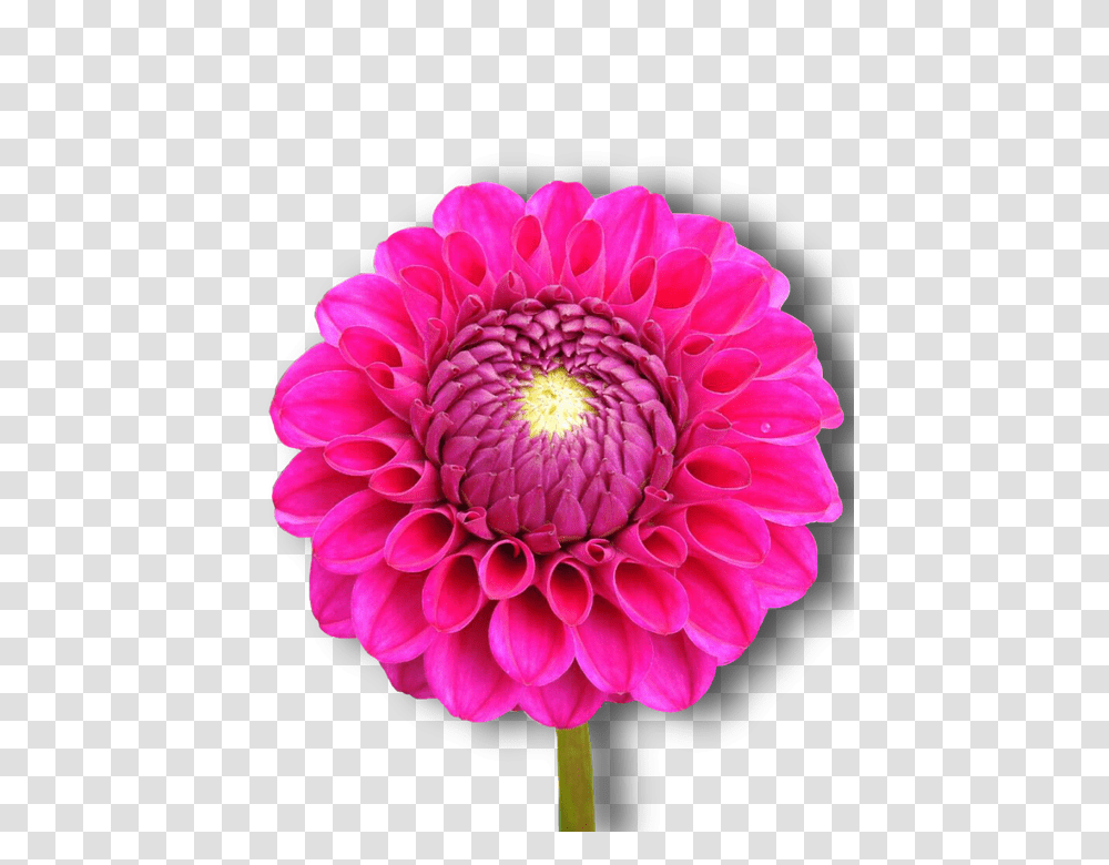 Dahlia 960, Flower, Plant, Blossom, Daisy Transparent Png