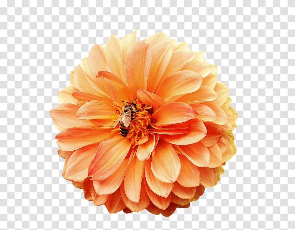 Dahlia 960, Flower, Plant, Honey Bee, Insect Transparent Png