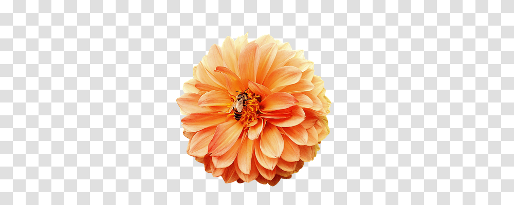 Dahlia Nature, Flower, Plant, Blossom Transparent Png