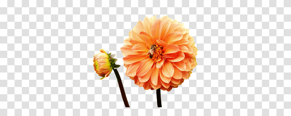 Dahlia Nature, Flower, Plant, Anther Transparent Png