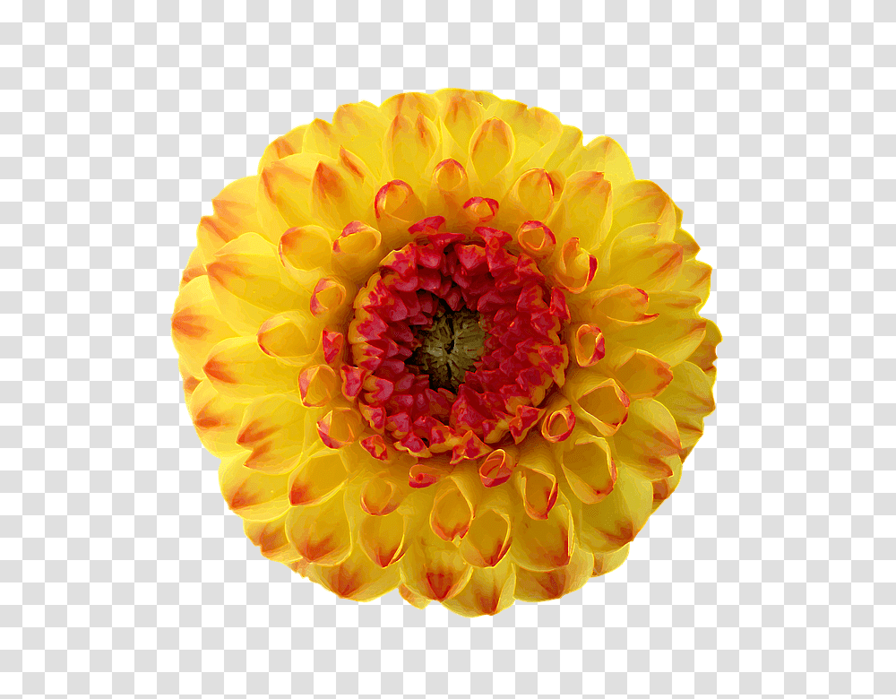 Dahlia 960, Flower, Plant, Blossom, Rose Transparent Png