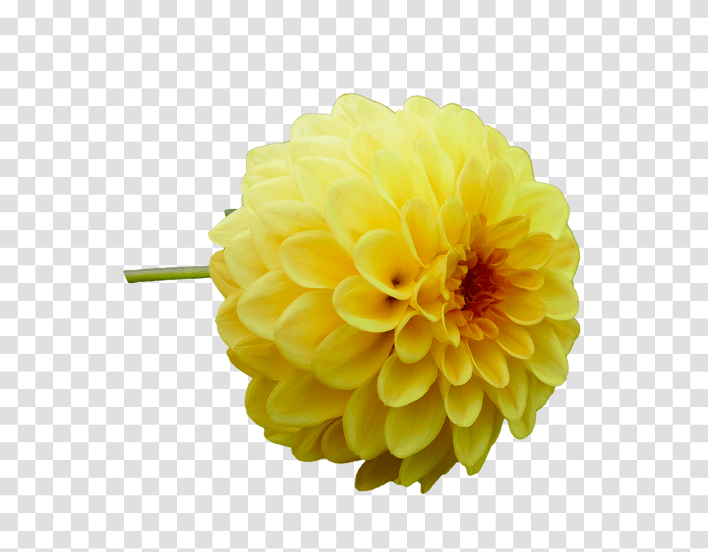 Dahlia 960, Flower, Plant, Blossom, Petal Transparent Png