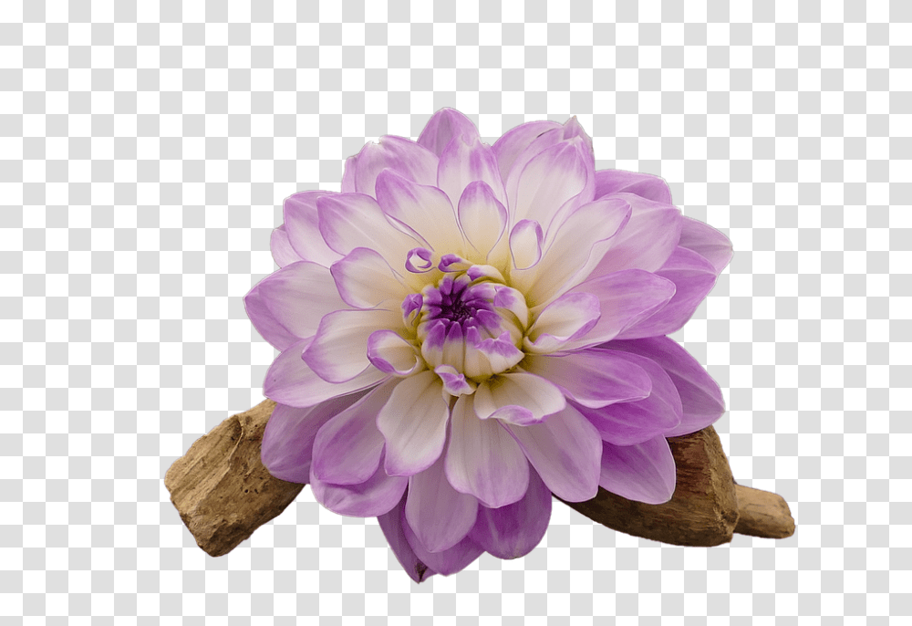 Dahlia 960, Flower, Plant, Blossom, Rose Transparent Png