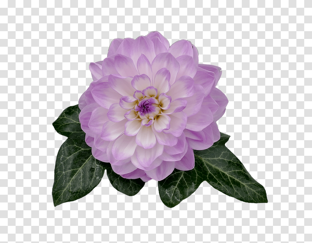 Dahlia 960, Flower, Plant, Blossom, Rose Transparent Png