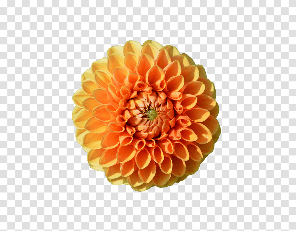 Dahlia 960, Flower, Plant, Blossom, Fungus Transparent Png