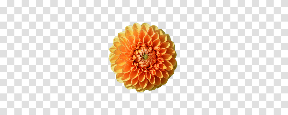 Dahlia Nature, Flower, Plant, Blossom Transparent Png