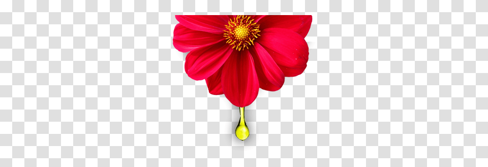 Dahlia 39bishop Of, Flower, Plant, Anther, Petal Transparent Png