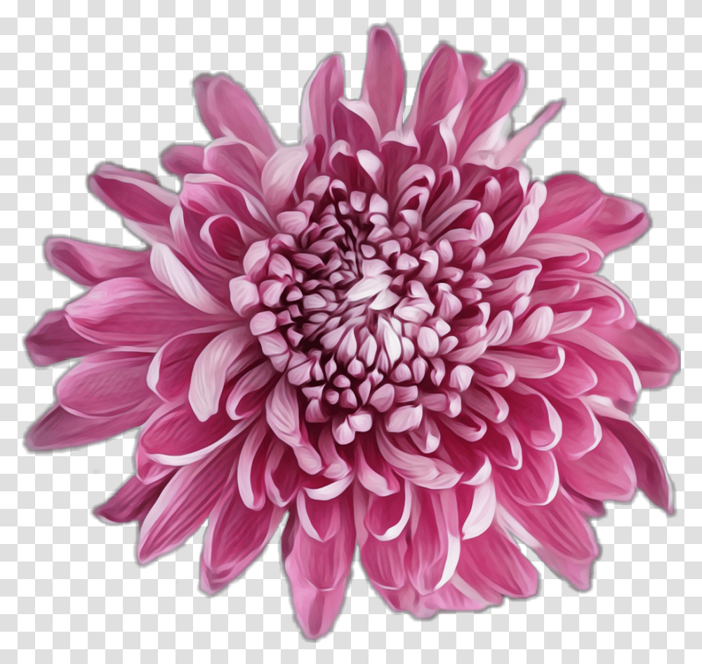 Dahlia Cartoon Jingfm Dahlia, Flower, Plant, Blossom, Daisy Transparent Png