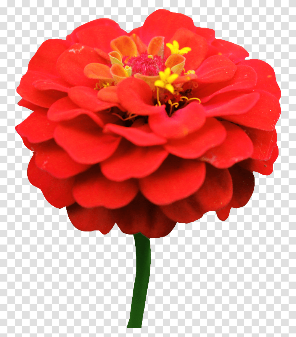 Dahlia Clipart, Geranium, Flower, Plant, Blossom Transparent Png