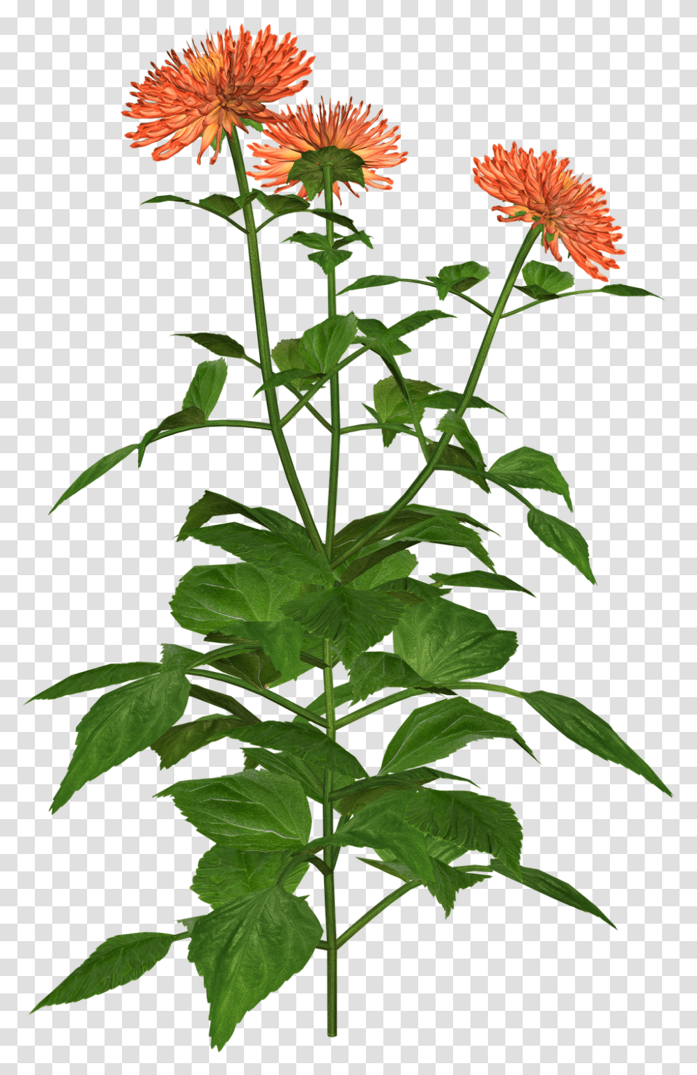 Dahlia Flower, Acanthaceae, Plant, Blossom, Leaf Transparent Png