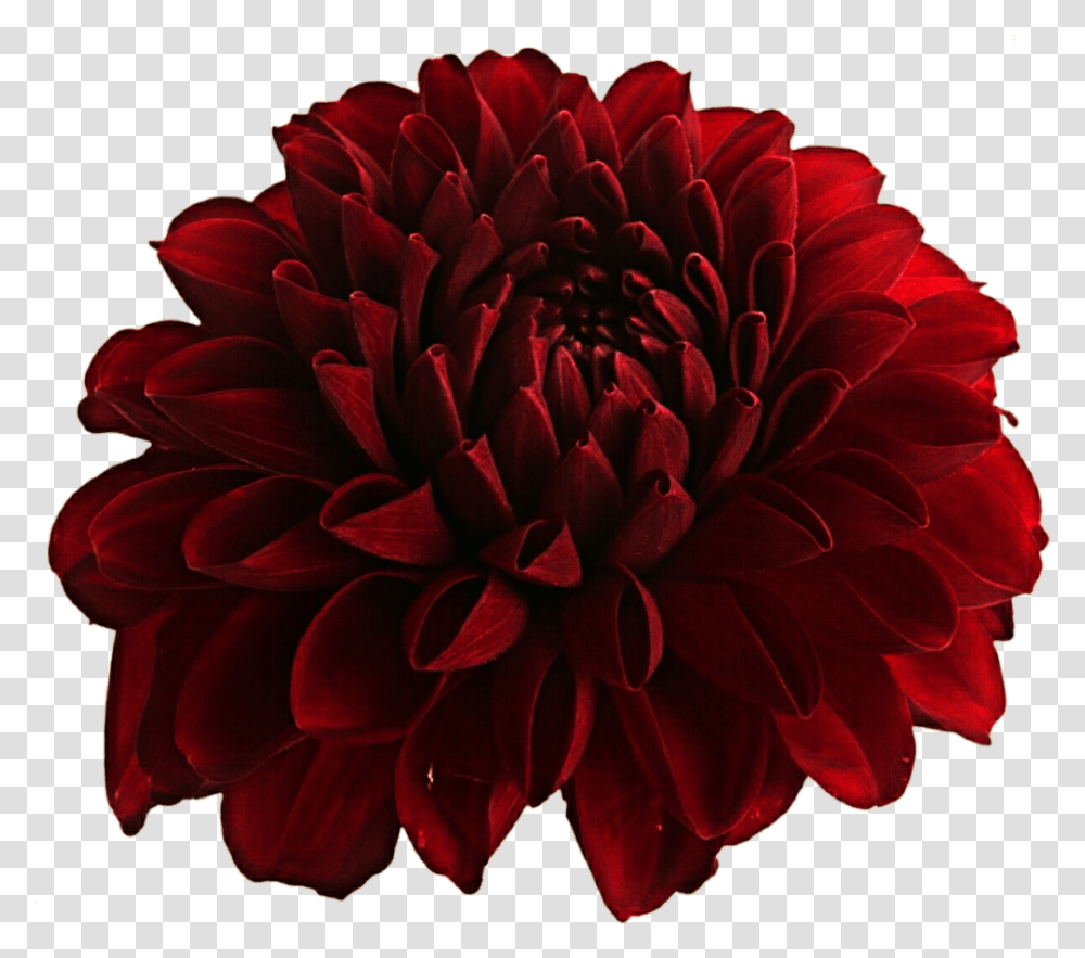 Dahlia Flower And Image, Plant, Blossom, Rose, Petal Transparent Png