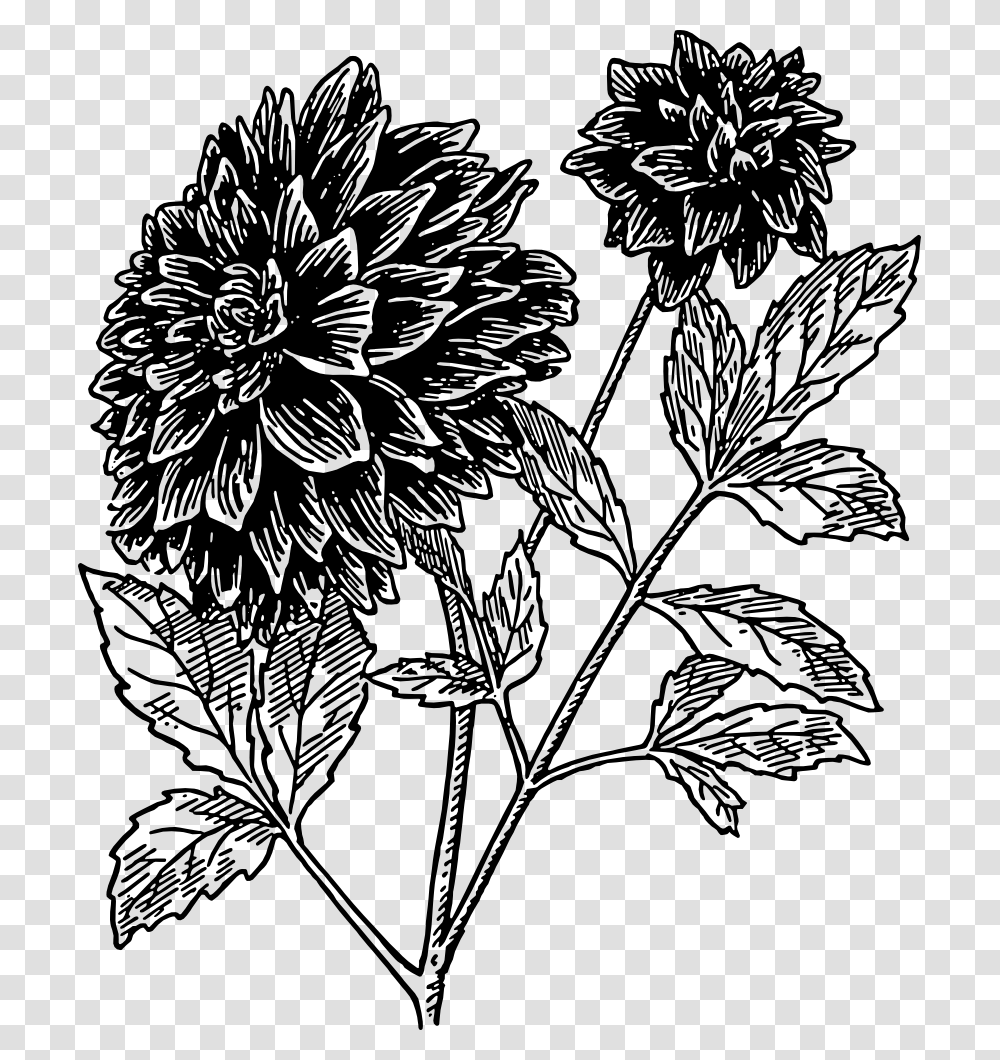 Dahlia Flower Clipart Black And White, Plant, Leaf, Painting, Asteraceae Transparent Png