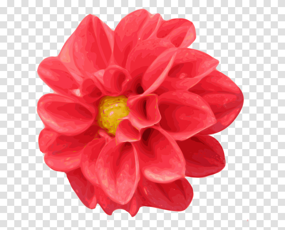 Dahlia Flower Download Daisy Family Description, Plant, Blossom, Rose, Anther Transparent Png