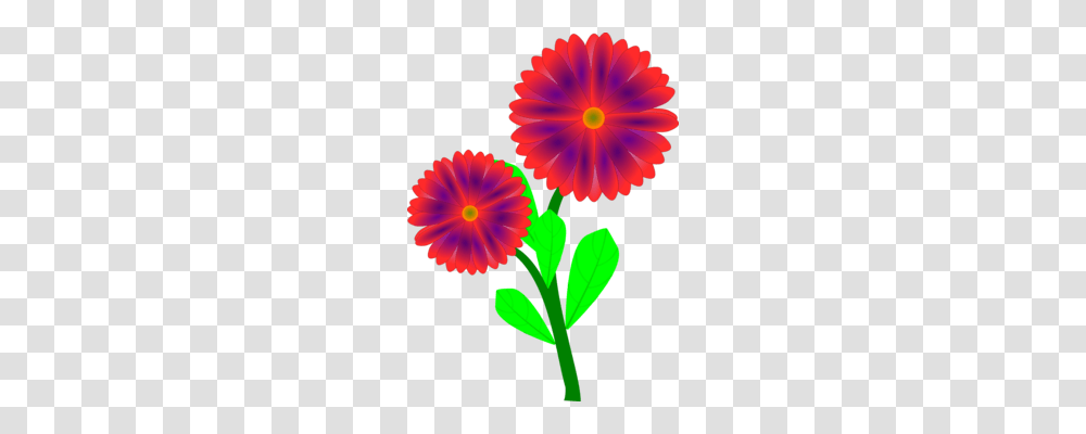 Dahlia Flower Drawing Line Art Bud, Plant, Petal, Daisy, Pattern Transparent Png