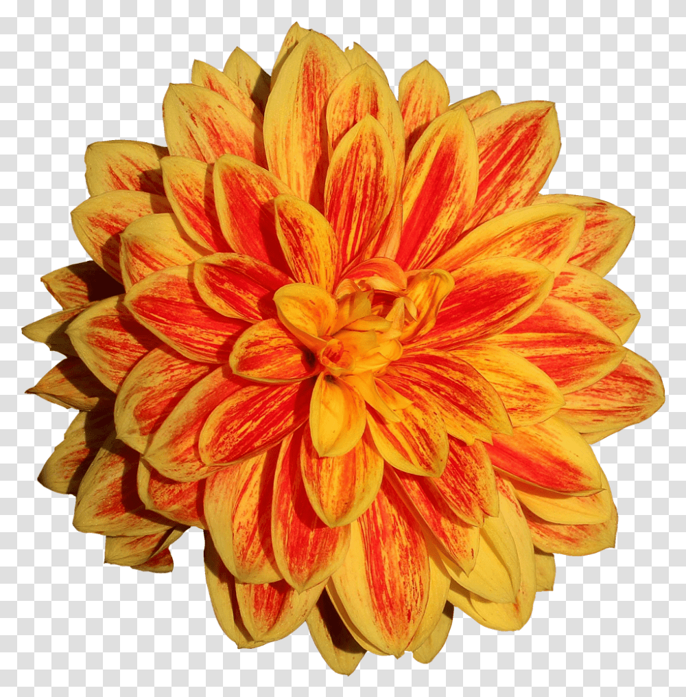 Dahlia Flower Image Orange Dahlia Flower Drawing, Plant, Blossom, Pineapple, Fruit Transparent Png