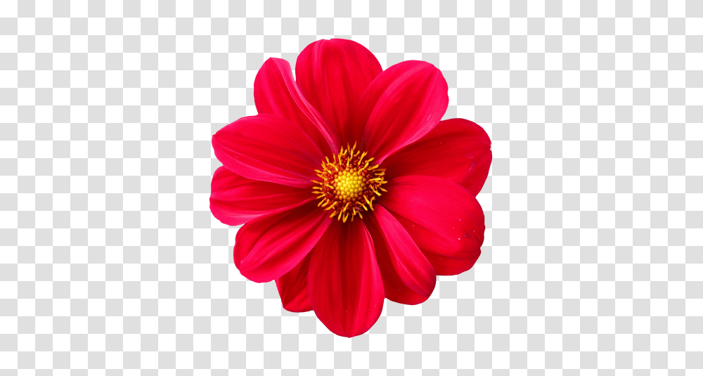 Dahlia Flower Image, Plant, Blossom, Anther, Petal Transparent Png