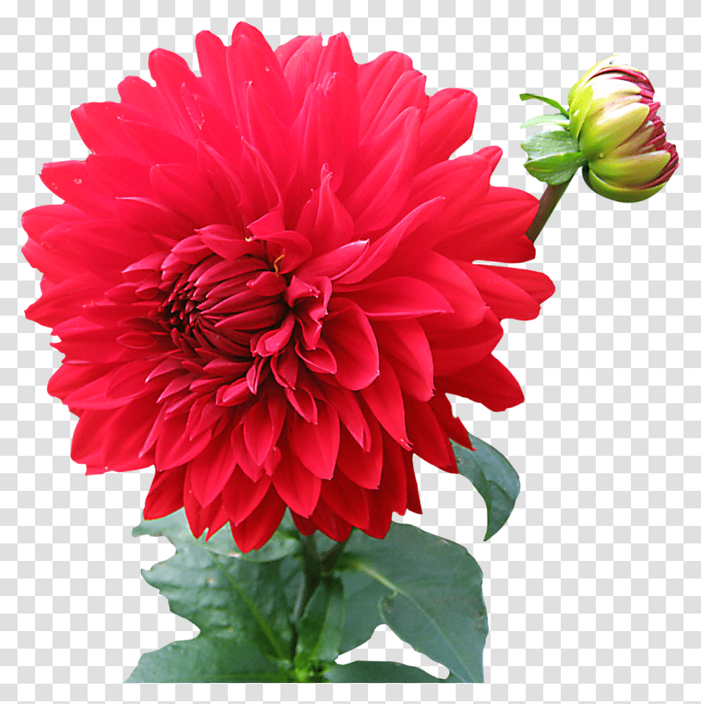 Dahlia Flower Image, Plant, Blossom, Daisy, Daisies Transparent Png