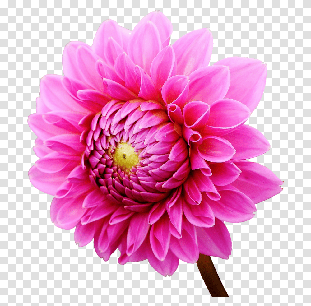 Dahlia Flower Image Purepng Free Cc0 Dalias, Plant, Blossom, Daisy, Daisies Transparent Png