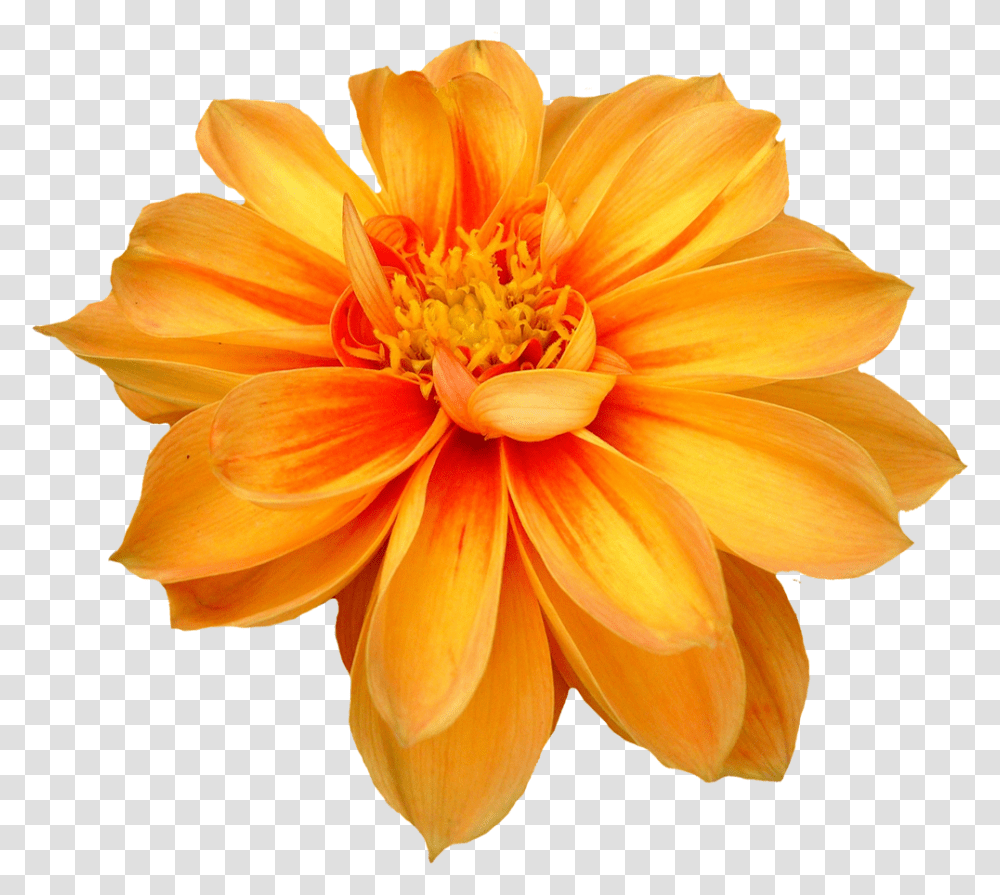 Dahlia Flower Orange Flower, Plant, Blossom, Anther, Pollen Transparent Png