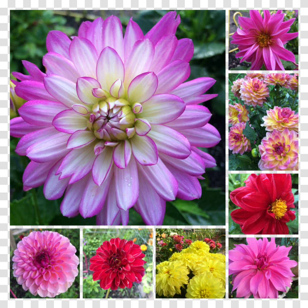 Dahlia, Flower, Plant, Blossom, Collage Transparent Png