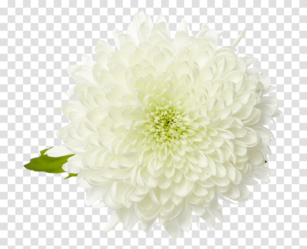Dahlia Flower, Plant, Blossom, Cushion, White Transparent Png