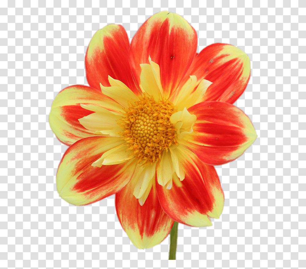 Dahlia Flower, Plant, Blossom, Daisy, Daisies Transparent Png