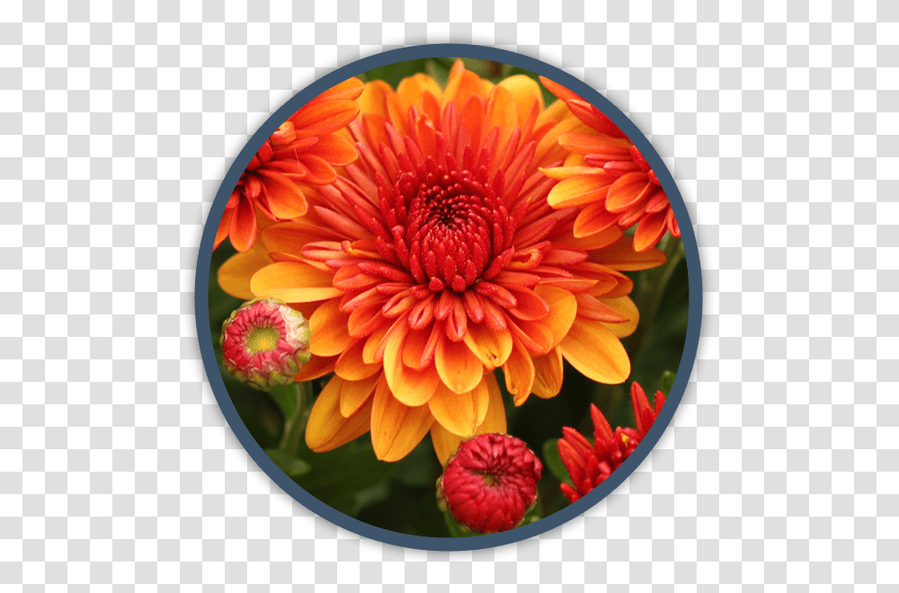 Dahlia, Flower, Plant, Blossom, Label Transparent Png