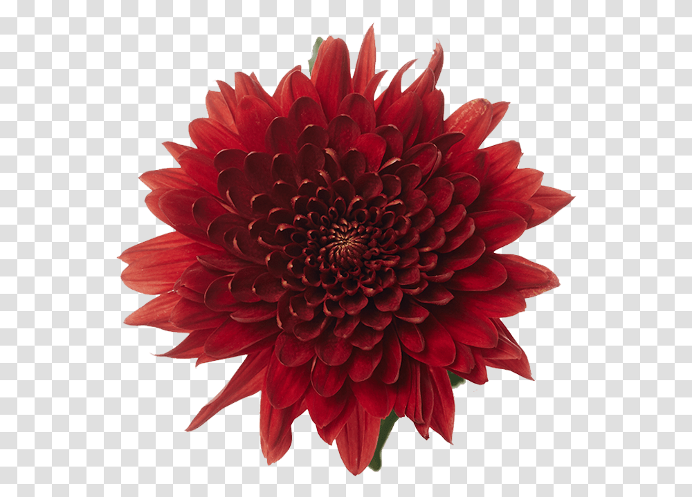 Dahlia, Flower, Plant, Blossom, Petal Transparent Png