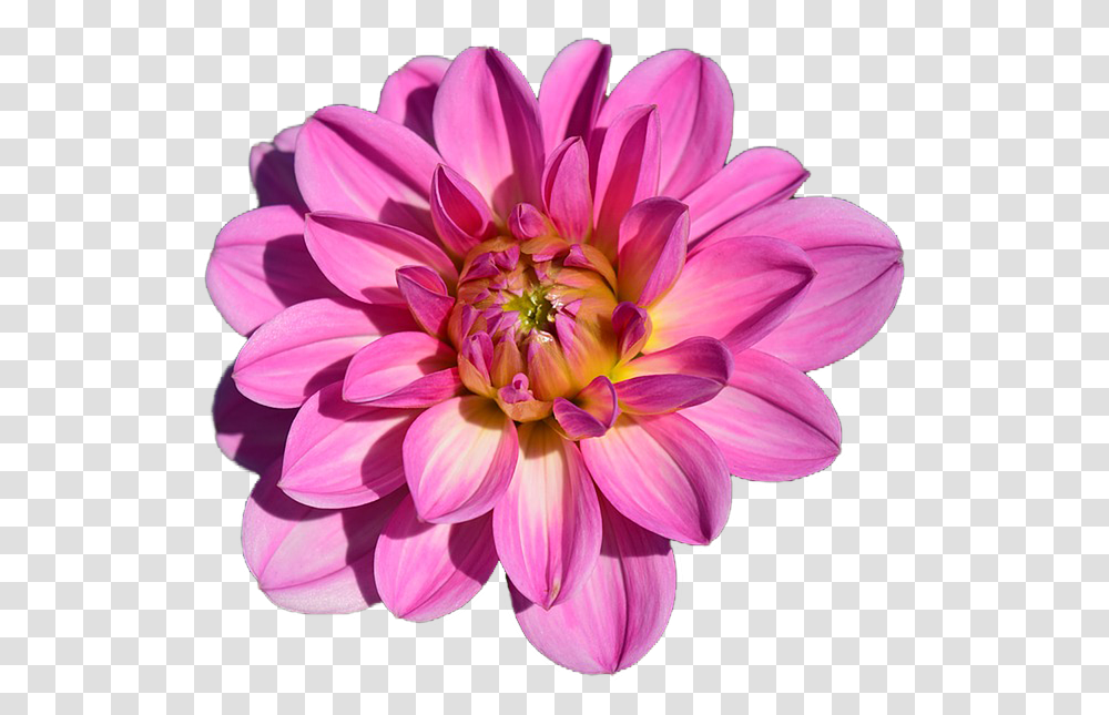 Dahlia Flower, Plant, Blossom, Petal Transparent Png