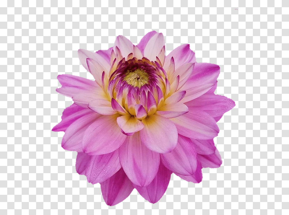 Dahlia, Flower, Plant, Blossom, Pond Lily Transparent Png