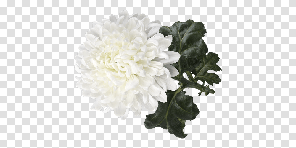 Dahlia, Flower, Plant, Blossom, Rose Transparent Png