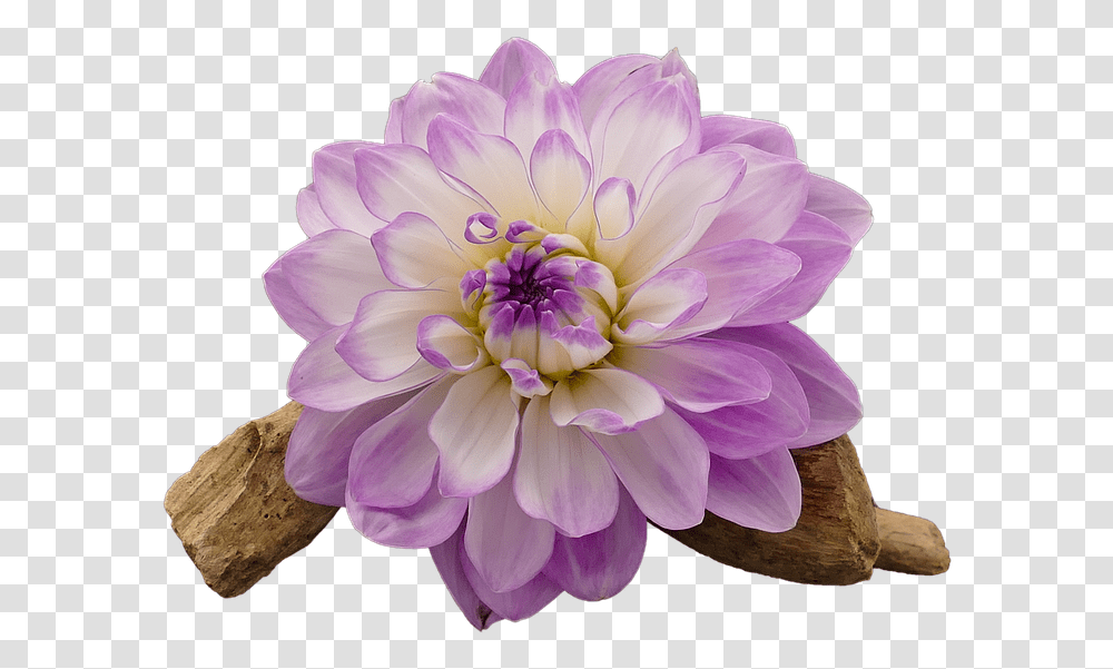 Dahlia, Flower, Plant, Blossom, Rose Transparent Png