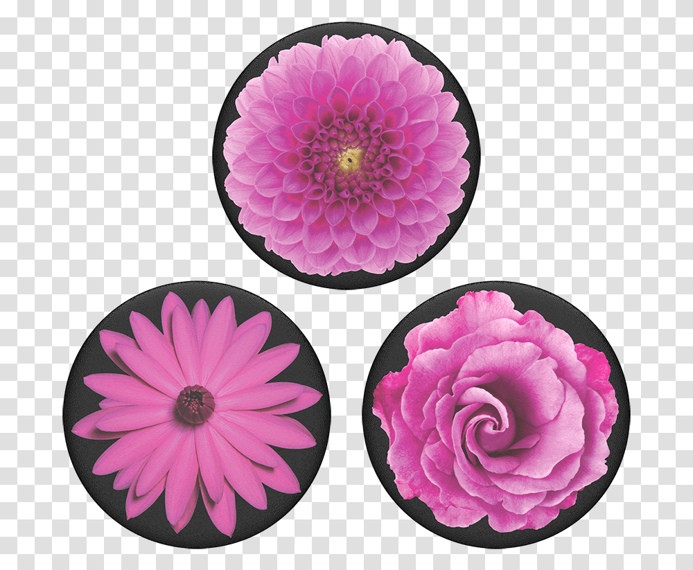 Dahlia, Flower, Plant, Blossom, Rose Transparent Png