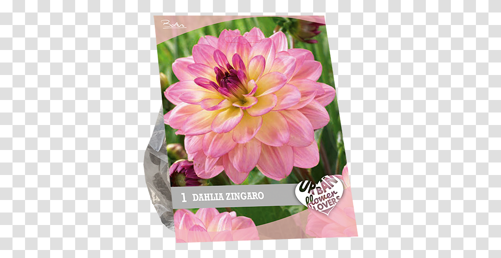 Dahlia, Flower, Plant, Blossom Transparent Png