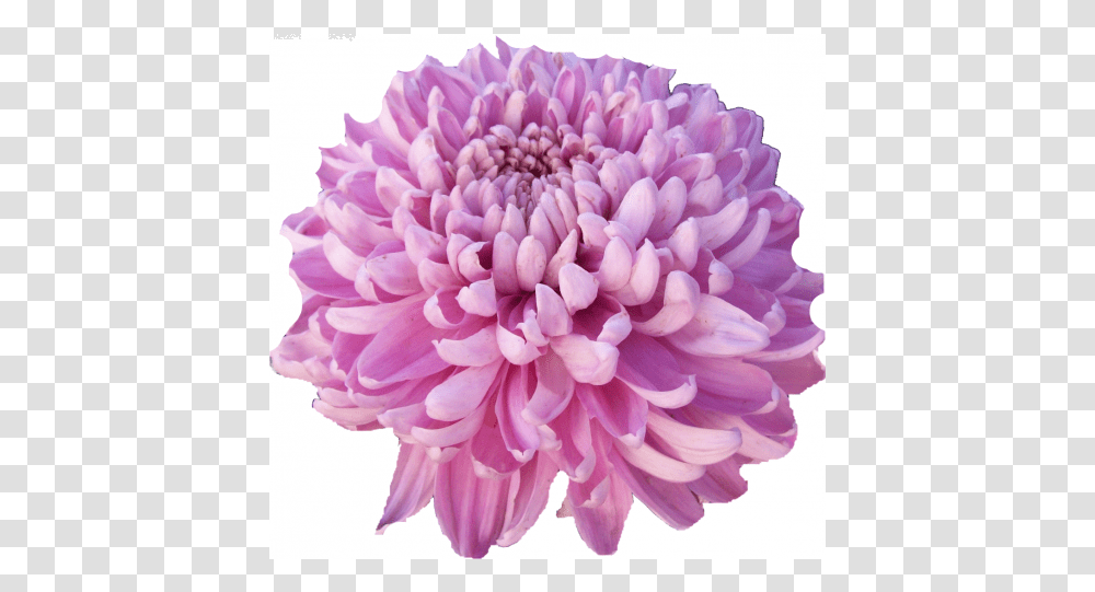 Dahlia, Flower, Plant, Blossom Transparent Png