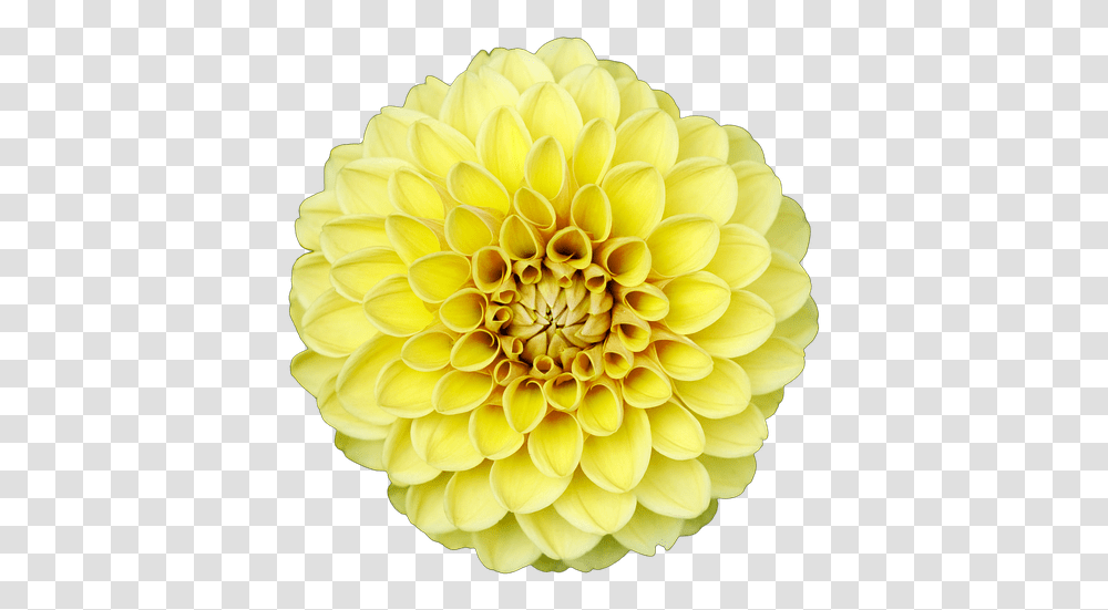 Dahlia, Flower, Plant, Blossom Transparent Png